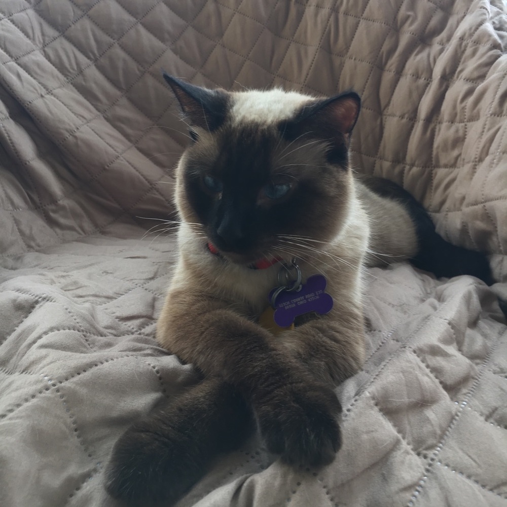 Meet your Posher, Riley